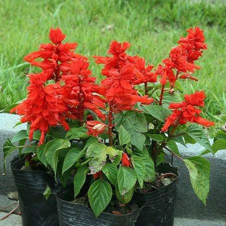 观赏花一串红 一串红批发 青州苗圃基地草花批发