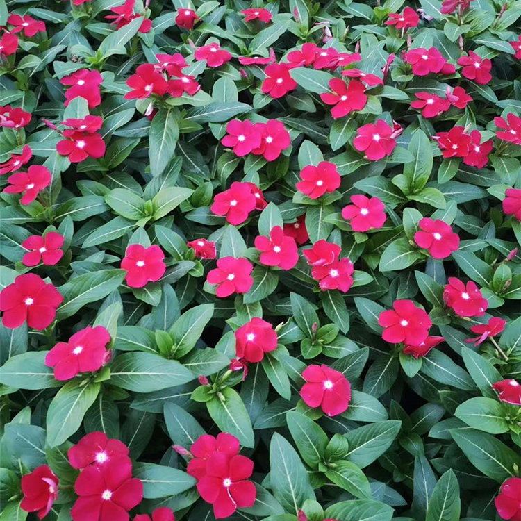 价格实惠 长春花 宿根花卉