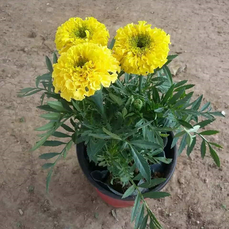 大量批发 万寿菊 万寿菊杯苗价格