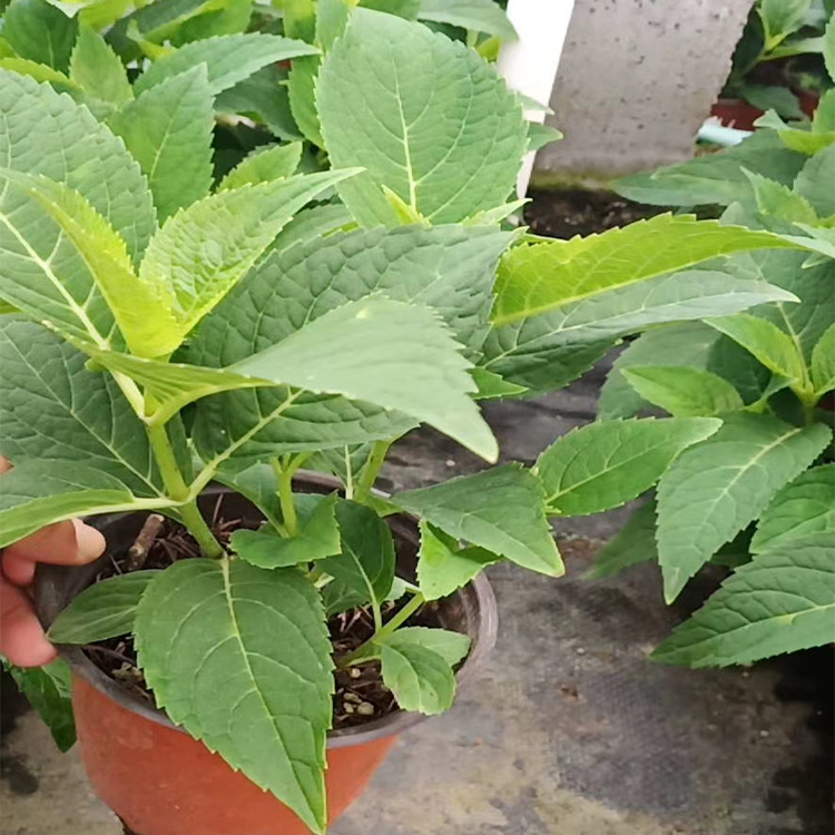 无尽夏种植基地 无尽夏绣球基地出售