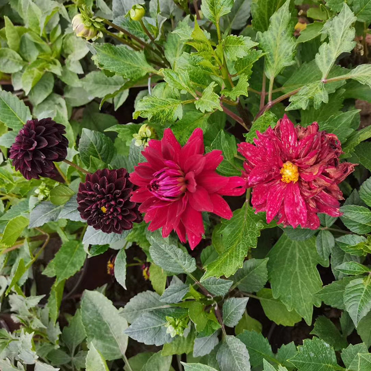 大丽花种植基地 大丽花批发 河北大丽花供应商