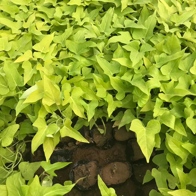 黄金薯出售 基地优惠直发黄金薯小苗