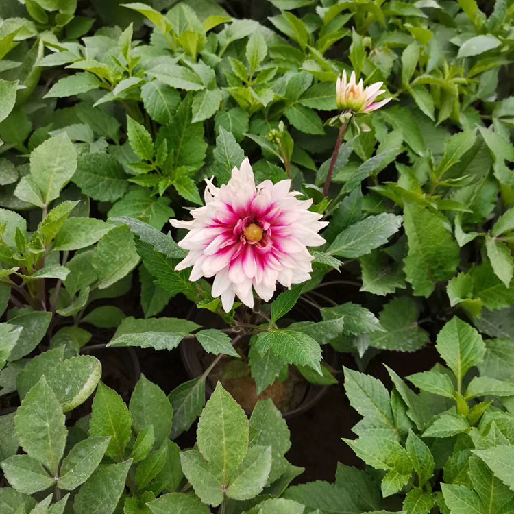 大丽花出售 大丽花培育基地 优价出售