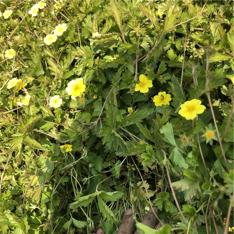 三叶委陵菜小苗供货商 苗圃供应 青州三叶委陵菜小苗