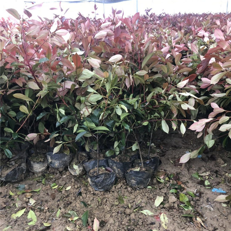 苗圃供应大杯红叶石楠 青州大杯红叶石楠 红叶石楠价格