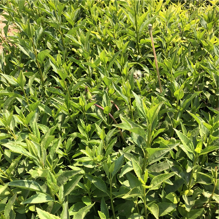 山东上盆连翘 我苗圃批发 上盆连翘价格