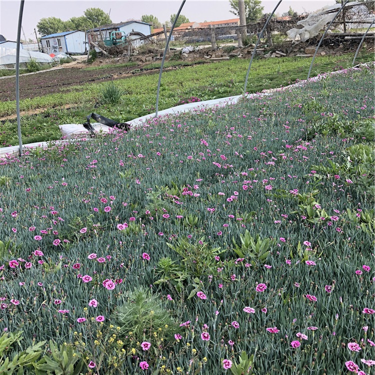 物美价廉 青州彩虹石竹 彩虹石竹批发商