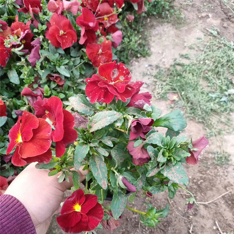 盆栽花卉 三色堇价格 青州绿化三色堇