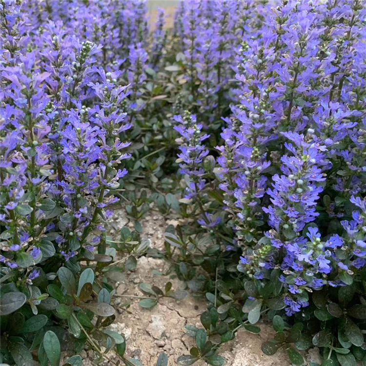 筋骨草 山东筋骨草培育基地