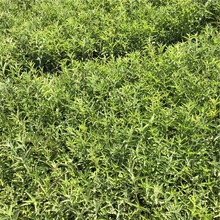 婆婆纳种植基地 基地直售 青州婆婆纳
