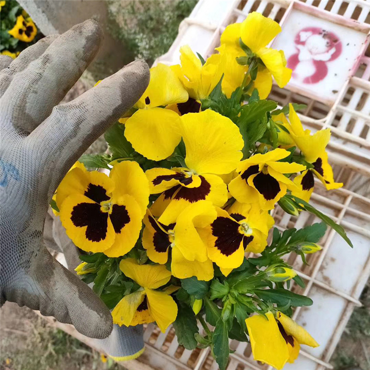 花色丰富 三色堇种植基地 青州花境花坛用三色堇