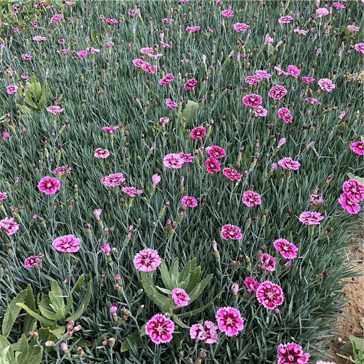 彩虹石竹 价格从优 彩虹石竹行情