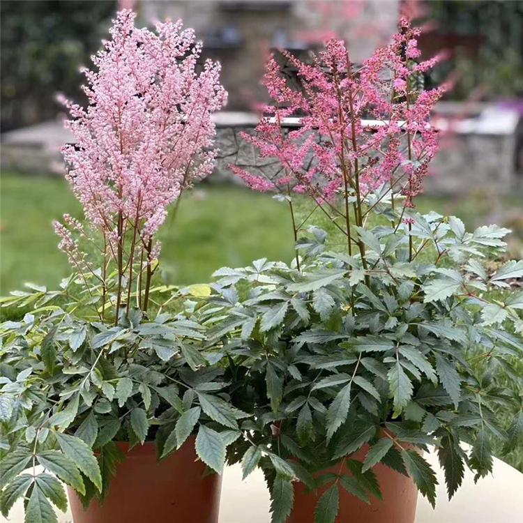 自产自销 落新妇绿化苗 落新妇种植基地