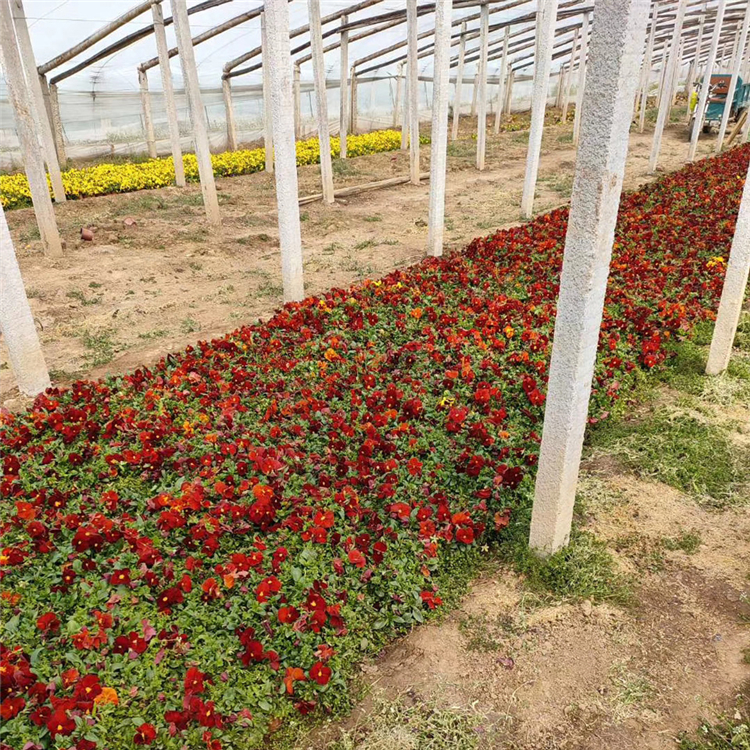 三色堇培育 花色丰富 青州三色堇花苗
