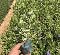 基地直售 青州花叶蔓长春藤 花叶蔓长春藤批发