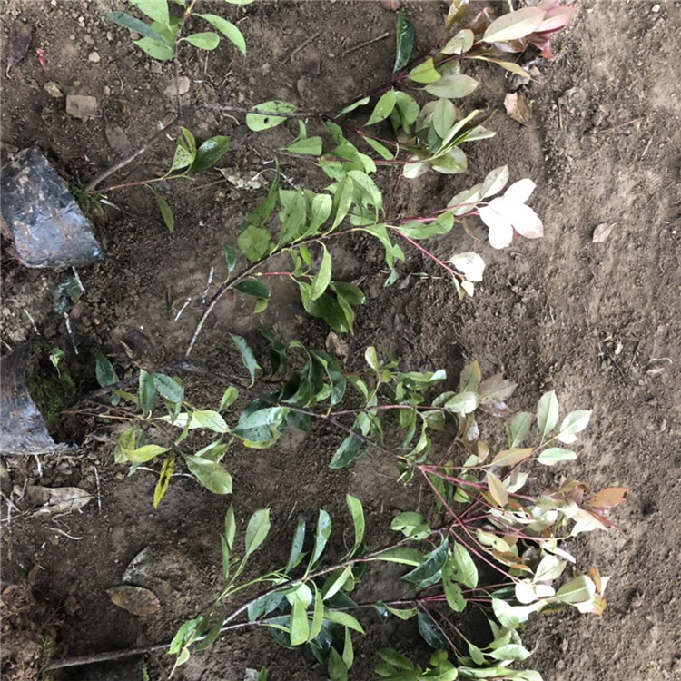 50cm高红叶石楠小苗 山东50cm高红叶石楠小苗 基地种植 红叶石楠价格