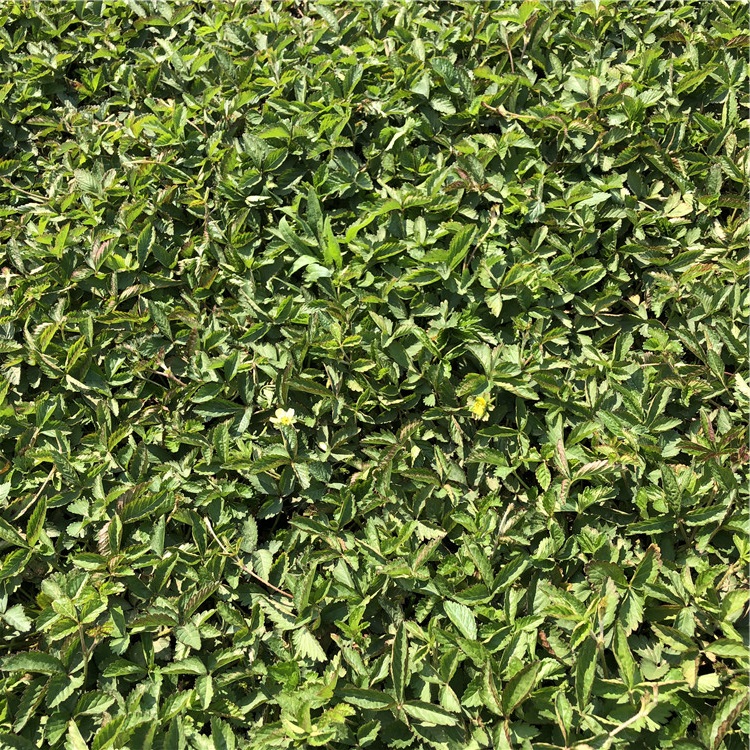 山东三叶委陵菜小苗 采购基地 三叶委陵菜小苗种植基地