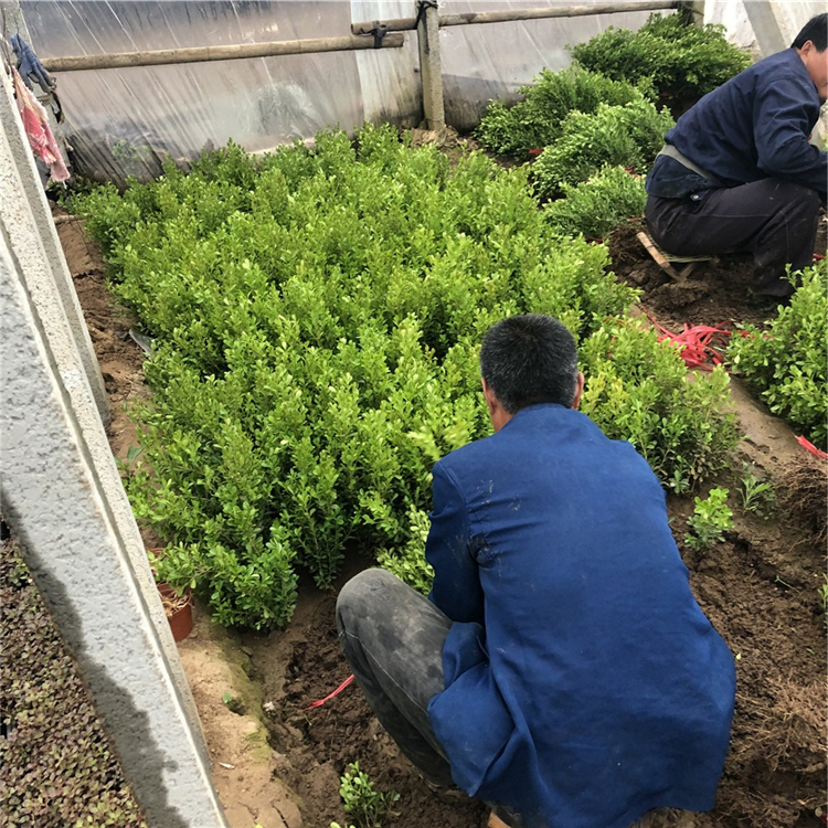 批发瓜子黄杨小苗 量大优惠 绿化苗木基地批发 瓜子黄杨地栽苗
