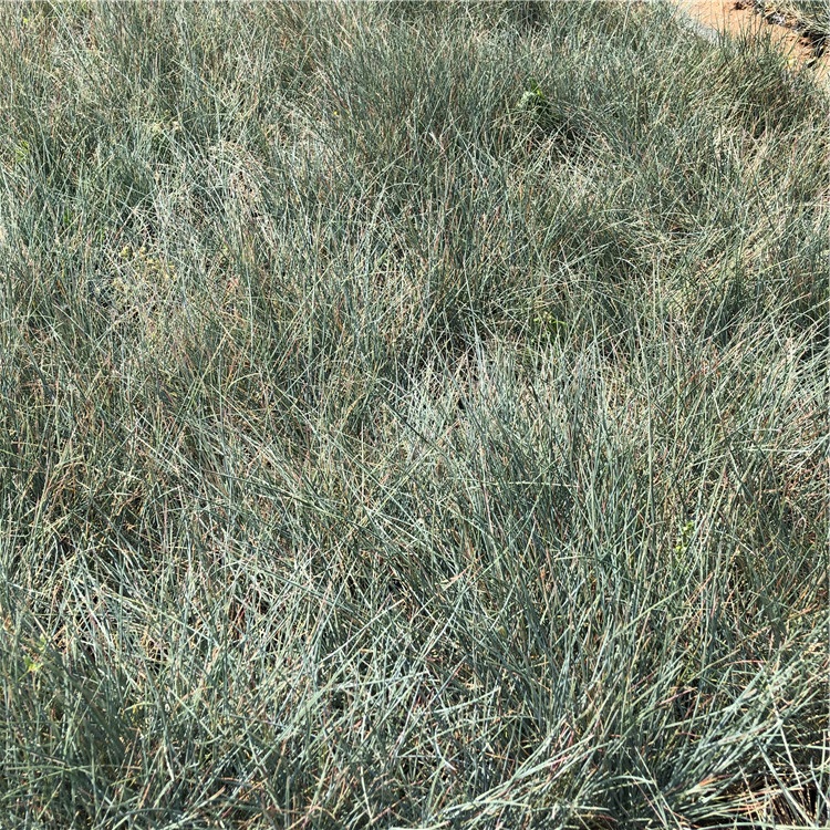 蓝羊茅小苗培育基地 青州蓝羊茅小苗 价格从优