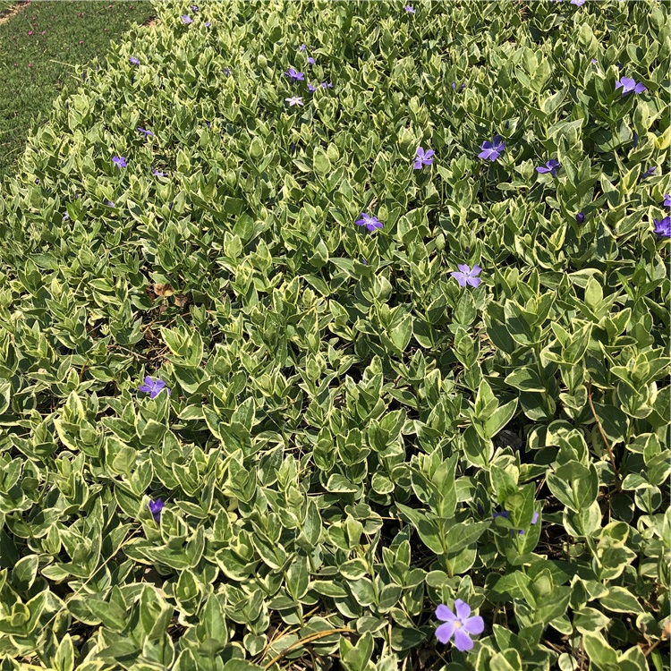 批发基地 青州长春藤 长春藤种植基地