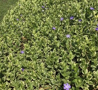 批发基地 青州长春藤 长春藤种植基地
