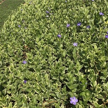 批发基地 青州长春藤 长春藤种植基地
