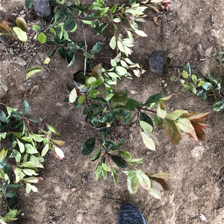 3分枝以上红叶石楠苗 山东3分枝以上红叶石楠苗 采购基地 红叶石楠种植