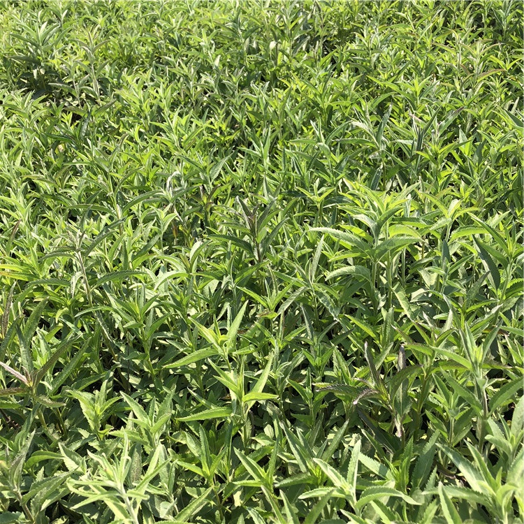 草本婆婆纳种植基地 批发基地 青州草本婆婆纳