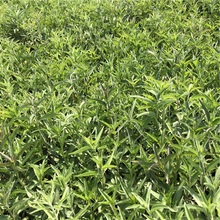 草本婆婆纳种植基地 批发基地 青州草本婆婆纳