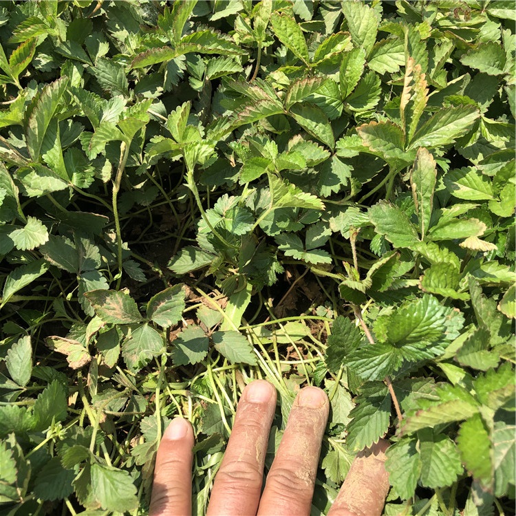 大量批发 三叶委陵菜 青州三叶委陵菜