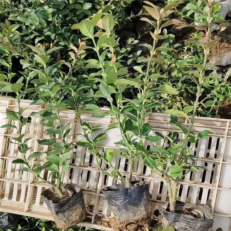 卫矛绿化苗 现货供应卫矛绿化苗 卫矛绿化苗销售