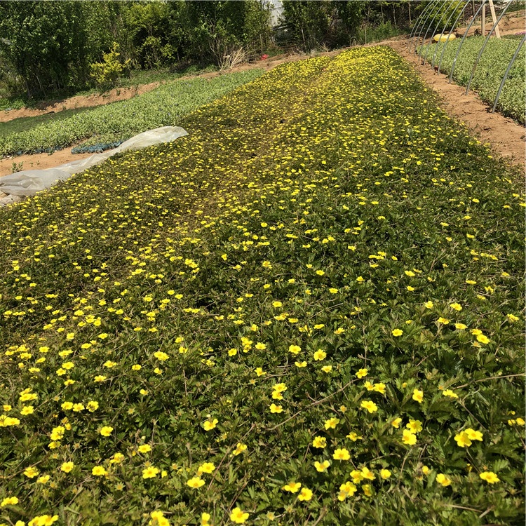 三叶委陵菜供货商  青州三叶委陵菜