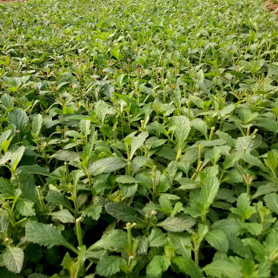 柳叶马鞭草培育 马鞭草供货商 预售好苗中