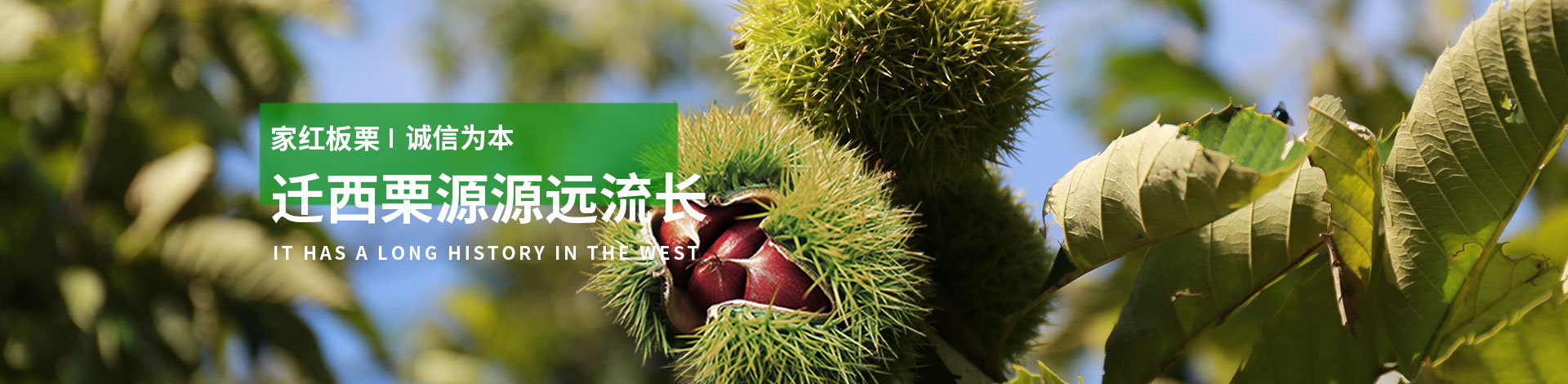 迁西县家红板栗专业合作社 主营产品