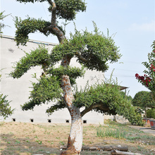 苗圃批发榆树盆景 榔榆盆景培育基地 基地直销榔榆大树