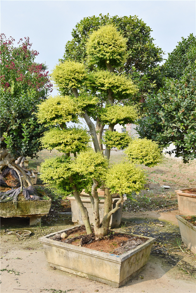 基地种植亮晶女贞 亮晶女贞培育 基地直销