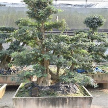 对节白腊报价 对节白腊基地 青州对节白腊基地