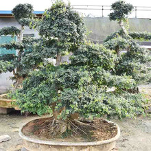 基地直销对节白腊 对节白腊批发商 青州对节白腊基地
