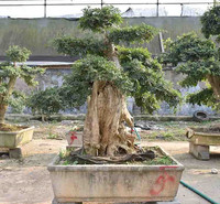 对节白腊造型树 对节白腊价格 青州对节白腊基地