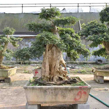 对节白腊造型树 对节白腊价格 青州对节白腊基地