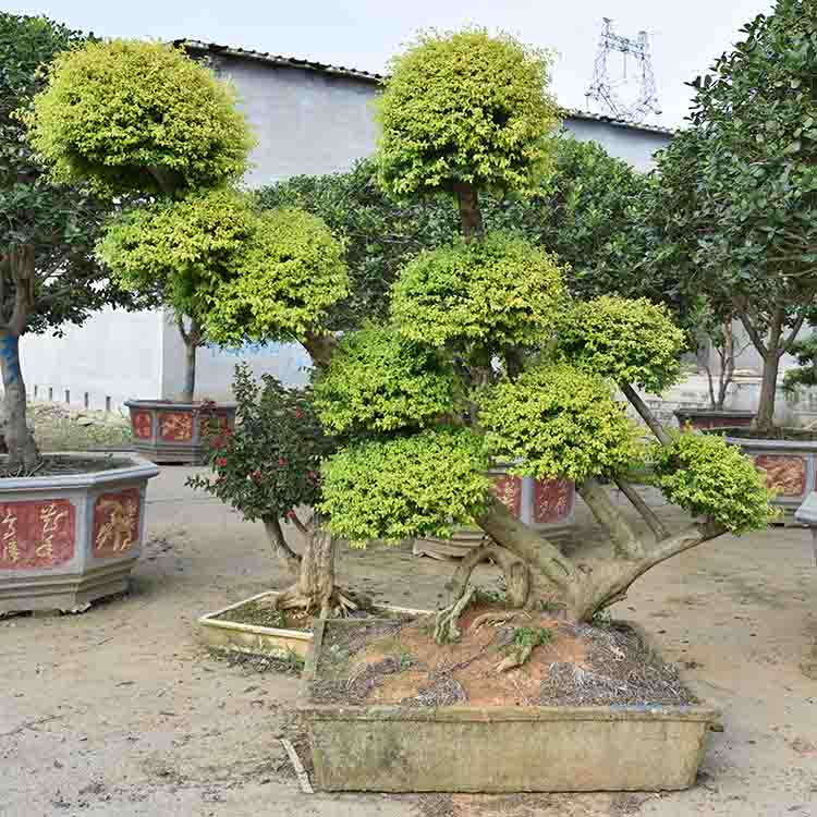 亮晶女贞盆景 亮晶女贞基地 亮晶女贞盆栽