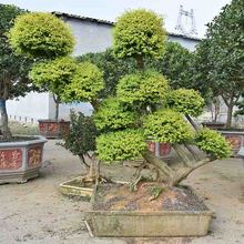 亮晶女贞盆景 亮晶女贞基地 亮晶女贞盆栽