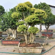 亮晶女贞价格 亮晶女贞批发商 来电询价