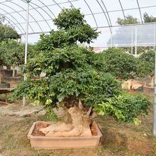 朴树盆景造型 朴树盆景报价 朴树盆景基地