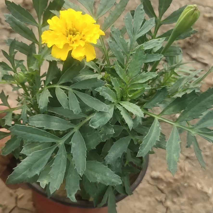 山东花卉孔雀草 生长较快 孔雀草批发