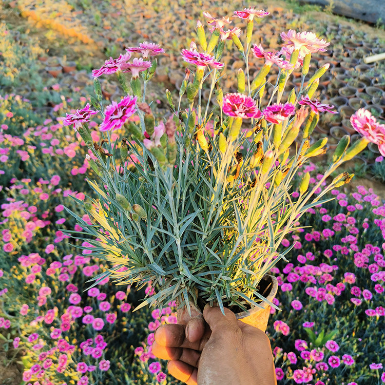 多年生草本植物 彩虹石竹 彩虹石竹供货商