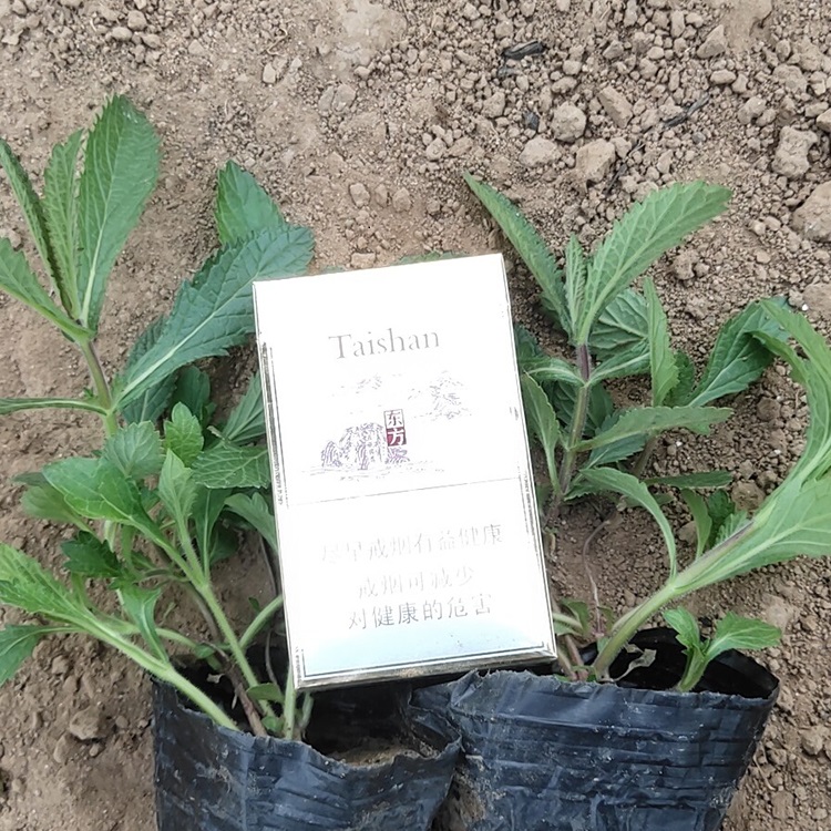 柳叶马鞭草价格 马鞭草 马鞭草花海 山东草花花海