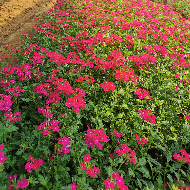 美女樱 青州草花基地 宿根美女樱供货商 苗圃批发