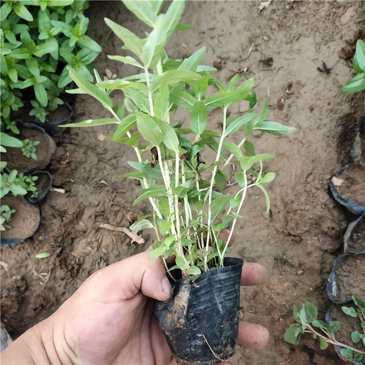 千屈菜营养杯苗 山东草花 基地直售