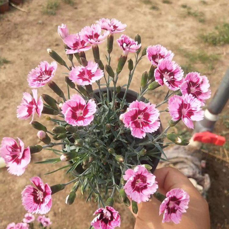一二年宿根花卉 彩虹石竹 观赏花卉 长势好 基地供应